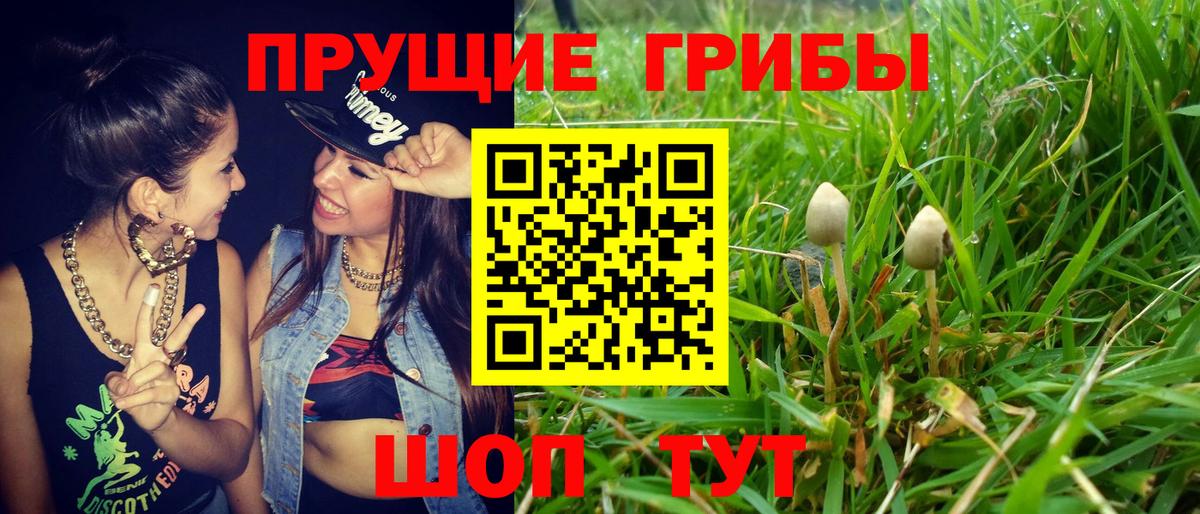 Псилоцибиновые грибы Psilocybe Югорск